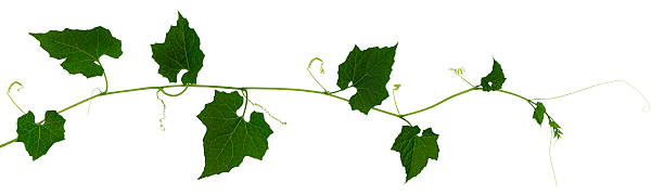 istock Climbing plant isolated on white. 477666156