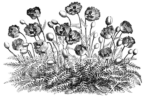 Engraved illustration of poppy flowers 