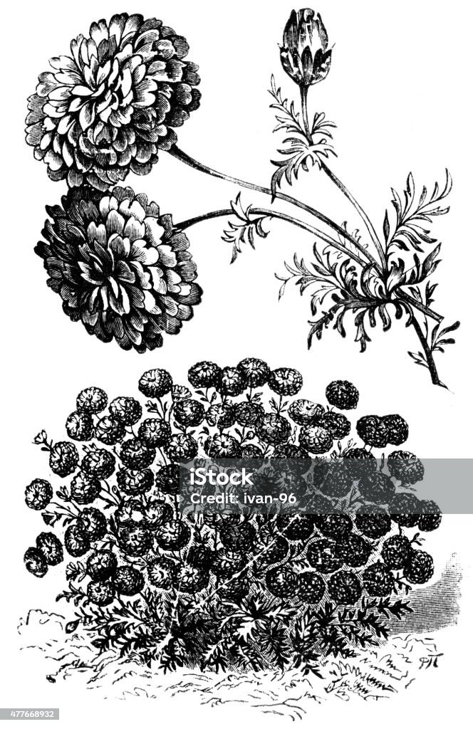 chrysanthemum Engraved illustration of chrysanthemum flowers  19th Century stock illustration