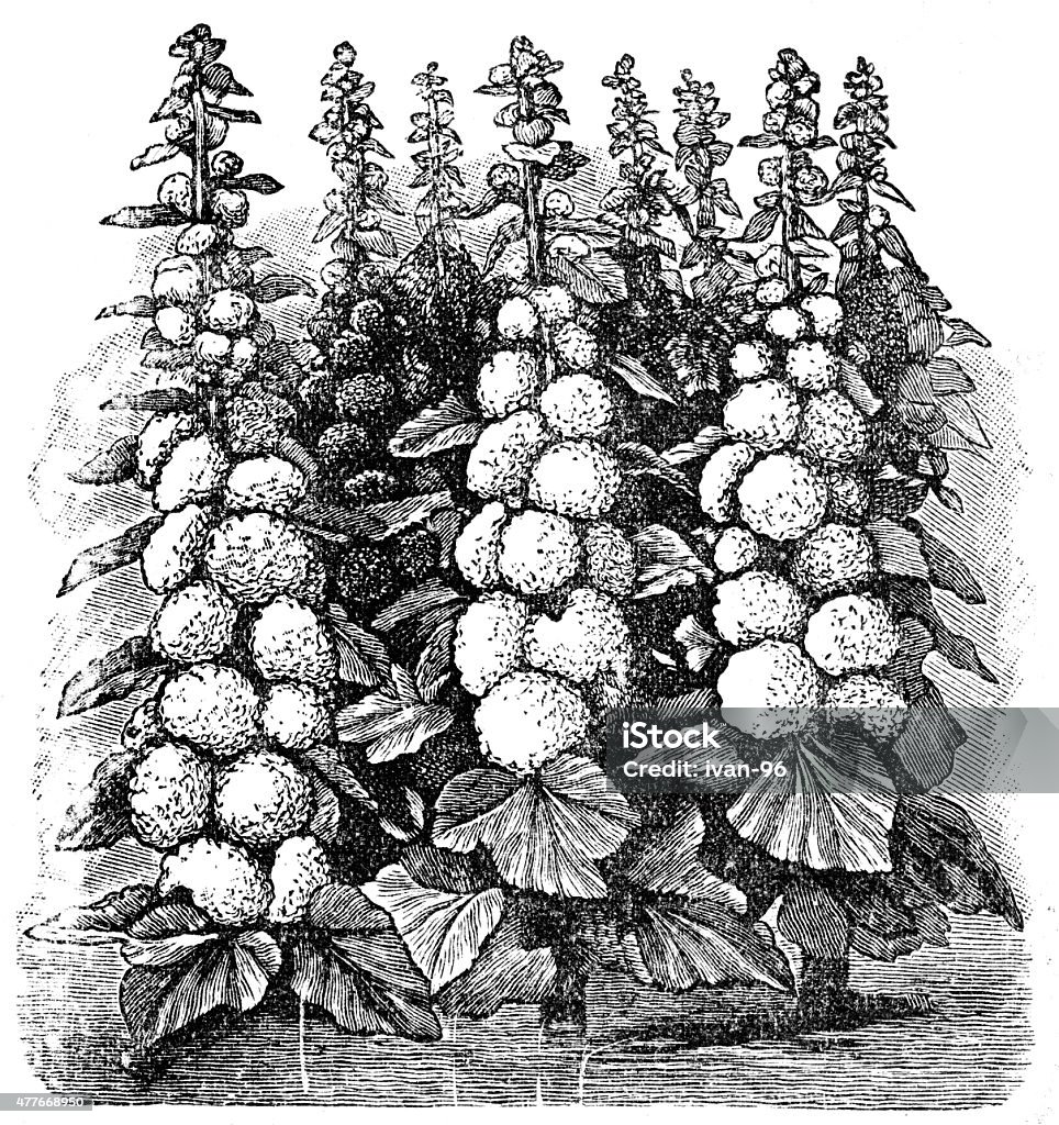 mallow Engraved illustration of mallow flowers  19th Century stock illustration