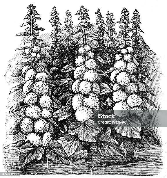 Mallow Stock Illustration - Download Image Now - 19th Century, 2015, Antique