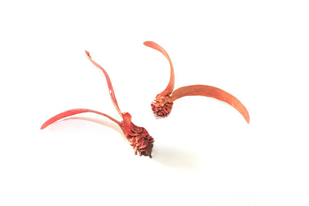 Dipterocarpus alatus  on white background