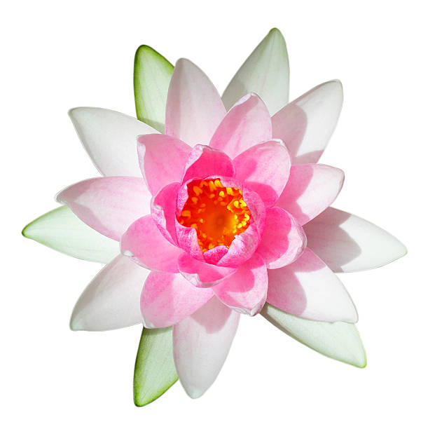 ピンクの蓮の花の白い背景に。 - lily nature flower macro ストックフォトと画像
