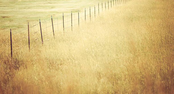 istock Tall golden grass nature background with fenceline 477670194
