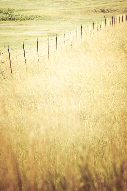 istock Tall golden grass nature background with fenceline 477670200