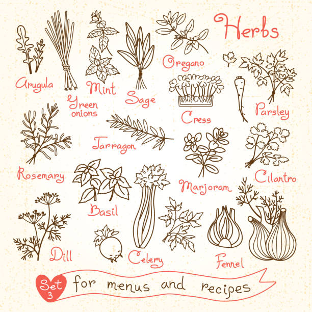 ilustraciones, imágenes clip art, dibujos animados e iconos de stock de establecer esquemas de hierbas para diseño, recetas y paquetes de menús - arugula salad plant leaf