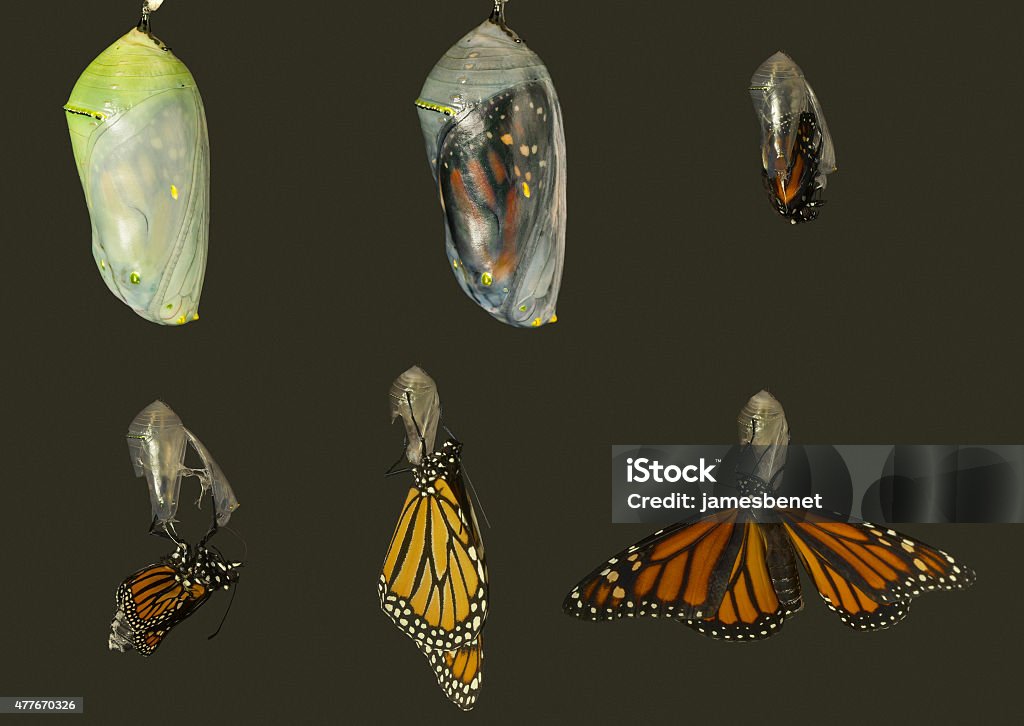 Monarch-Schmetterling fliegt aus Weingut Chrysalis - Lizenzfrei Lebenszyklus Stock-Foto