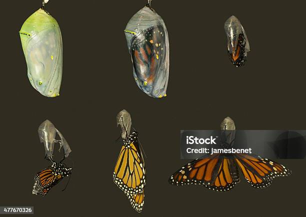 Monarchschmetterling Fliegt Aus Weingut Chrysalis Stockfoto und mehr Bilder von Lebenszyklus - Lebenszyklus, Kokon, Entwicklung