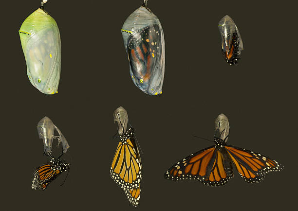 Monarch Butterfly Emerging From Chrysalis stock photo