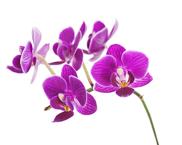istock Rare purple orchid isolated on white background. 477670653