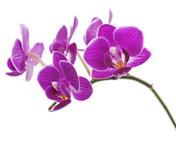 istock Rare purple orchid isolated on white background. 477670655