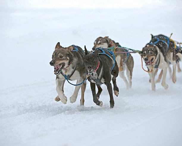 istock Sled dogs on the move 477671423