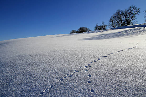 faixas de animal - schneelandschaft - fotografias e filmes do acervo