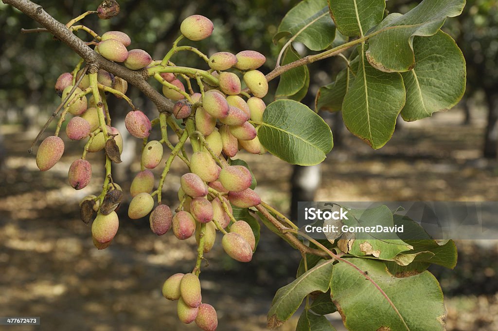 Nahaufnahme von Ripening Pistazie auf Baum - Lizenzfrei Agrarbetrieb Stock-Foto