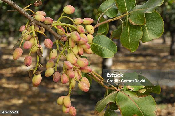 Nahaufnahme Von Ripening Pistazie Auf Baum Stockfoto und mehr Bilder von Agrarbetrieb - Agrarbetrieb, Ast - Pflanzenbestandteil, Baum