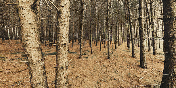 una ubicación excelente pines vista panorámica - planted pines fotografías e imágenes de stock