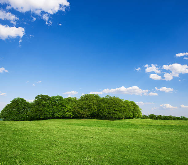 istock Forest edge on a bright sunny day in the countryside 477672682