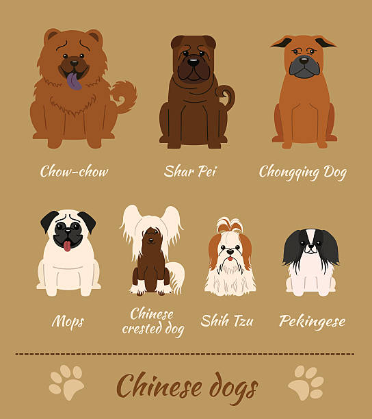 Chinese dogs Set of Chinese dogs. Vector Illustration of seven different breeds of dogs: Chow-Chow, Shar Pei, Chonqing Dog, Mops, Chinese Crested Dog, Shih Tzu, Pekingese mini shar pei puppies stock illustrations