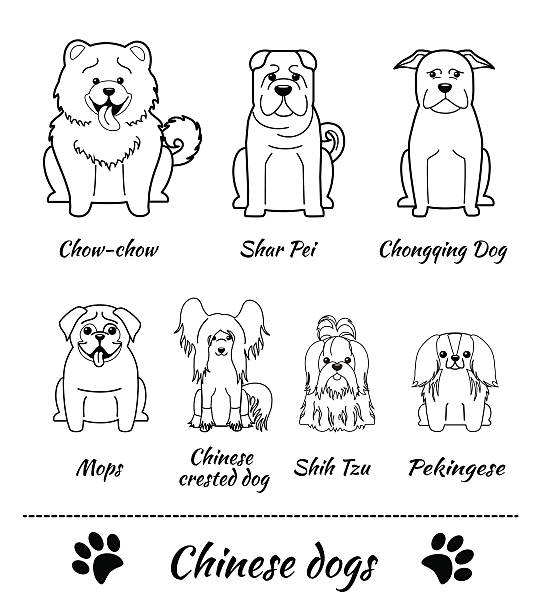 Chinese dogs vector art illustration