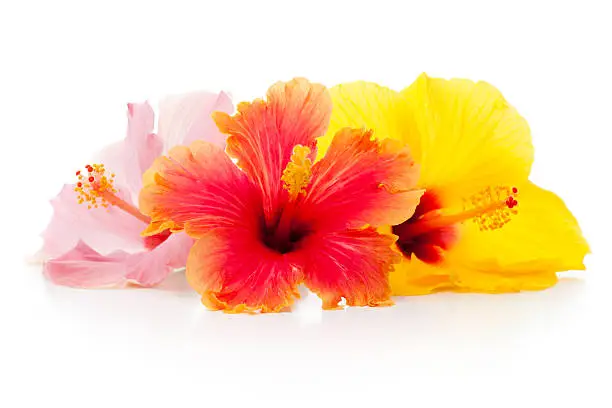 Photo of Isolated Hibiscus flowers