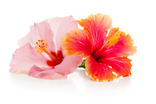 Close-up of Hibiscus flowers isolated on white.