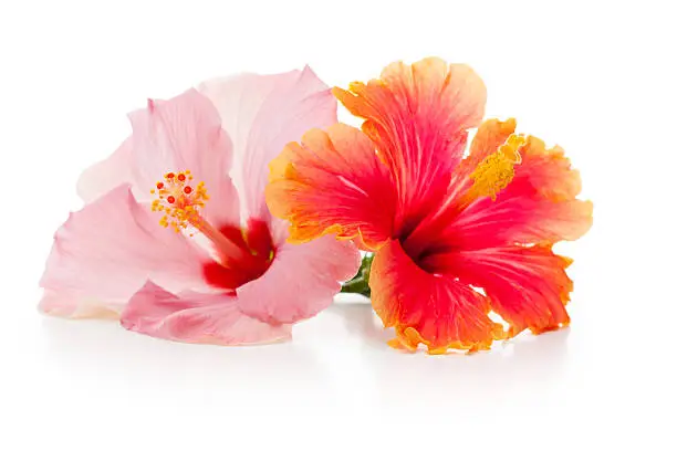 Close-up of Hibiscus flowers isolated on white.