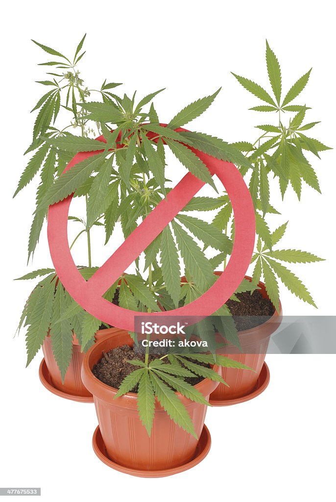 Hemp (cannabis) drugs interdiction Hemp (cannabis) drugs interdiction in a flowerpot on white background Beauty In Nature Stock Photo