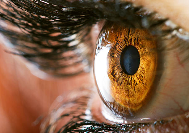 Human eye Human eye macro closeup view cornea stock pictures, royalty-free photos & images