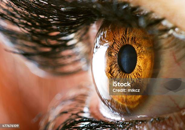 Human Eye Stock Photo - Download Image Now - Eye, Cornea, Iris - Eye