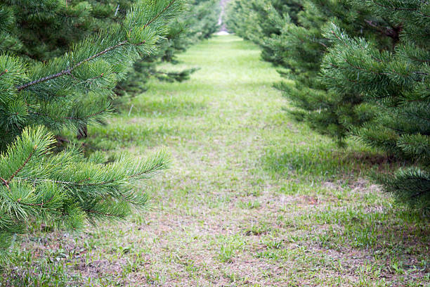 pine Alley, Beautiful tree twig outdoors