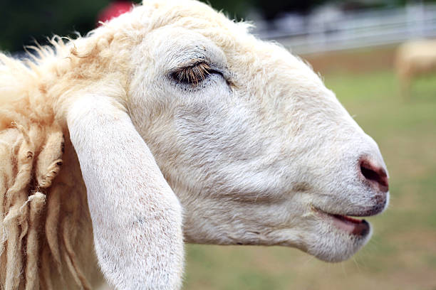 istock White sheep portrait in the farm 477676511