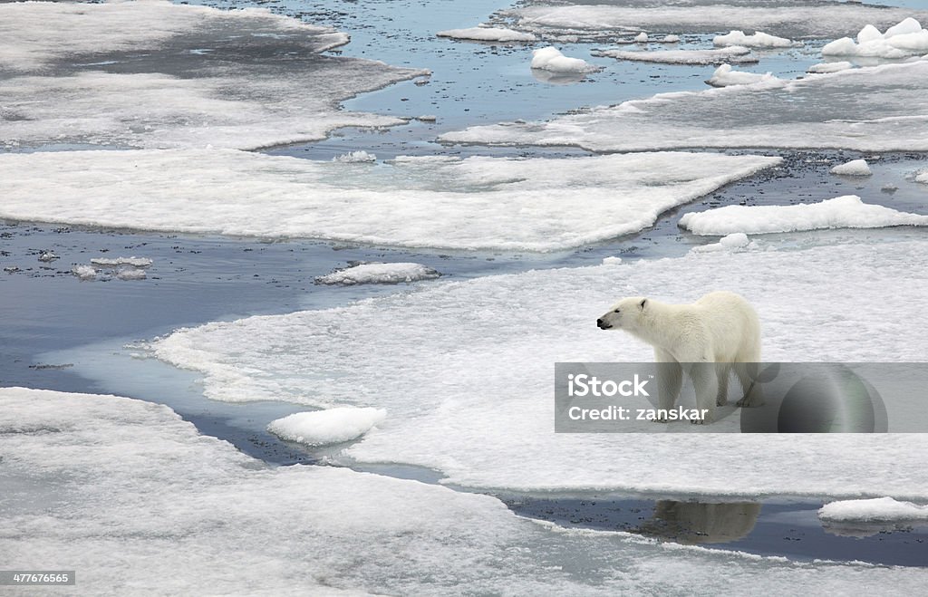 Полярный медведь - Стоковые фото Svalbard and Jan Mayen роялти-фри