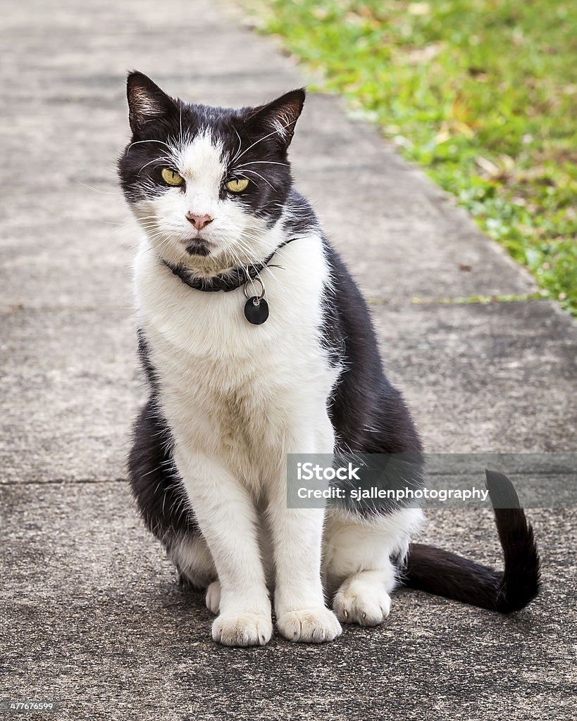 Gatto bianco e nero seduta e appoggiarsi lateralmente sul marciapiede - Foto stock royalty-free di Collare