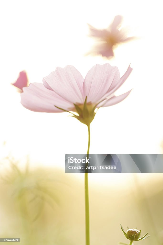 Pink cosmos en materia de tiempo de la puesta de sol - Foto de stock de Aire libre libre de derechos