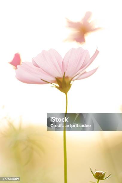 Photo libre de droit de Cosmos Rose Sur Le Champ Au Coucher Du Soleil banque d'images et plus d'images libres de droit de Automne - Automne, Coucher de soleil, Flore