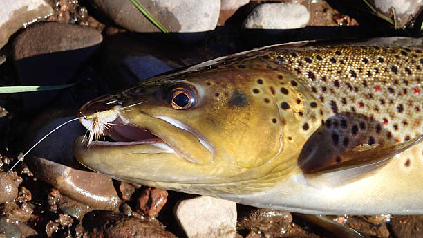Brown Trout - River Philip, Nova Scotia Brown Trout caught on a fly on River Philip, Nova Scotia. creighton stock pictures, royalty-free photos & images
