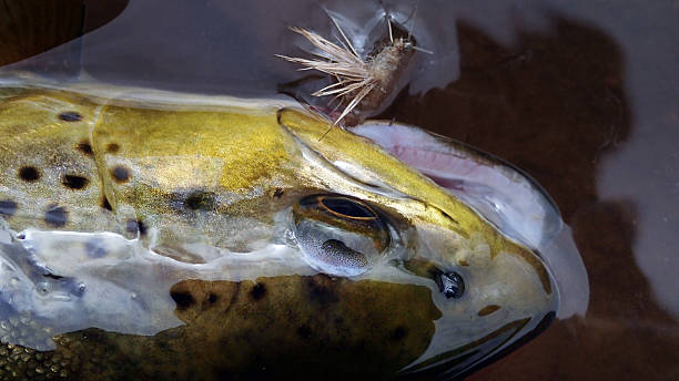 trucha común detenidos fly-río philip, nova scotia - creighton fotografías e imágenes de stock