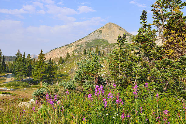istock Medicine Bow Mountains in Wyoming 477676869