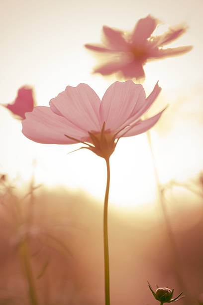 istock vintage pink cosmos on field in sunset time 477677171