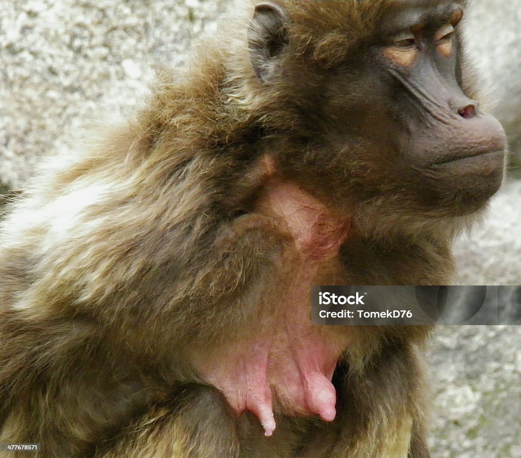 Singe - Photo de Animal femelle libre de droits