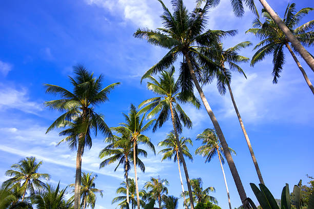 istock Koh Mook Island Palm Trees. 477678940