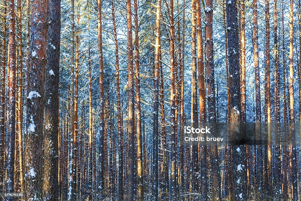 冬の自然木の森雪背景 - カッコいいのロイヤリティフリーストックフォト