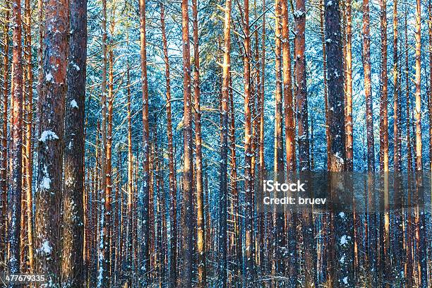 冬の自然木の森雪背景 - カッコいいのストックフォトや画像を多数ご用意 - カッコいい, パイン材, ロシア