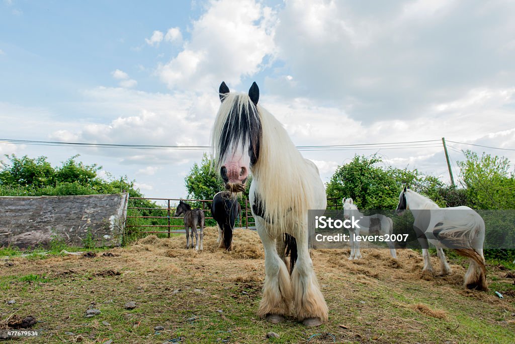 Group of piebald horses in a field Mare and foals in a farm field in summer.  2015 Stock Photo