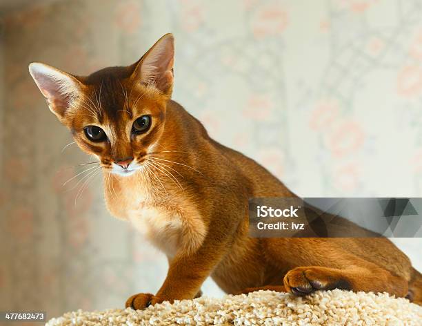 Abisyński Kociak - zdjęcia stockowe i więcej obrazów Brązowy - Brązowy, Ciekawość, Czerwony