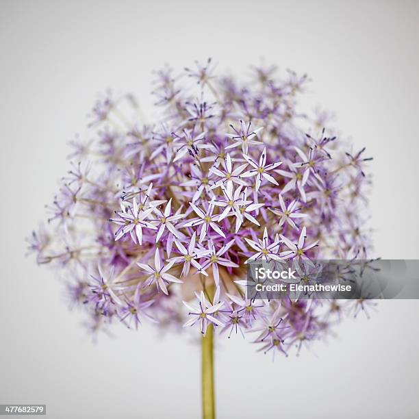 Flowering Onion Flower Stock Photo - Download Image Now - Allium Flower, Beauty In Nature, Botany
