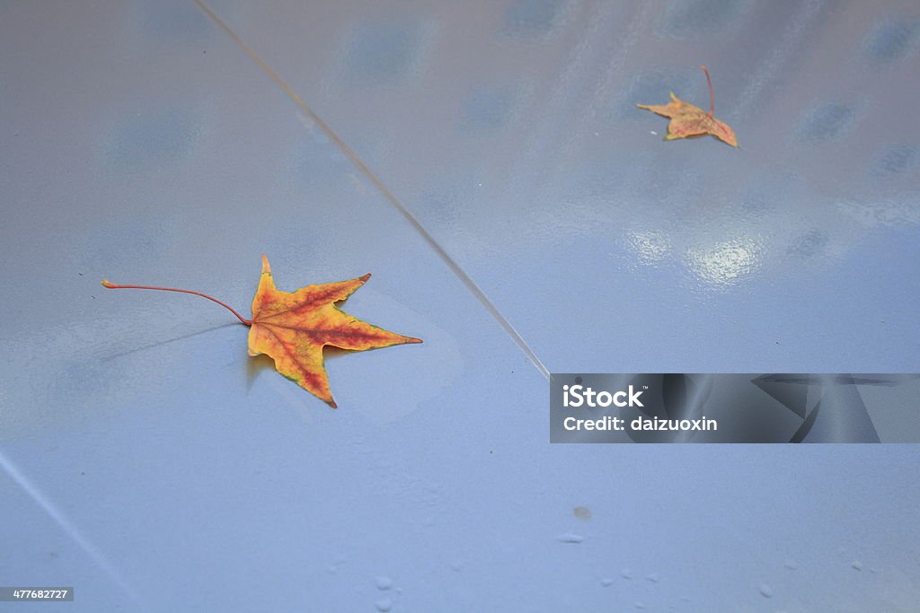 Wet autumn leaves on car Autumn leaves on car on a rainy day Abstract Stock Photo