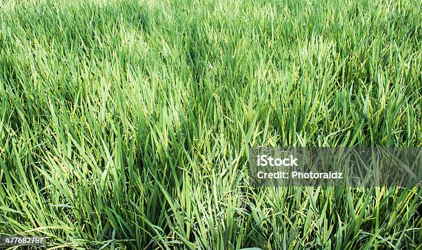 Paesaggio Di Campi Di Riso In Tailandia - Fotografie stock e altre immagini di Agricoltura - Agricoltura, Agricoltura biologica, Ambientazione esterna