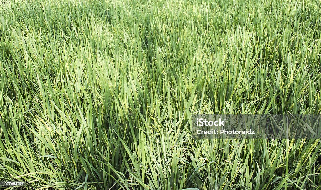 Piękny Krajobraz z ryżu pola w Tajlandii. - Zbiór zdjęć royalty-free (Azja)