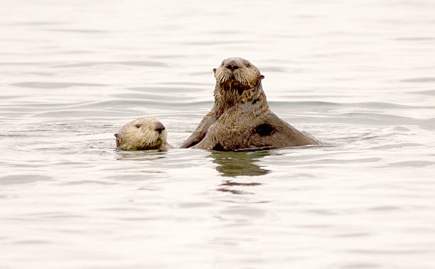istock Two Sea Otters in Waters Off the Alaskan Coastline 477682763